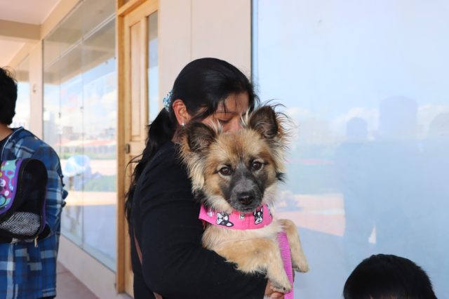 CON ÉXITO REALIZAN CAMPAÑA DE ESTERILIZACIÓN Y CASTRACIÓN PARA PERROS Y GATOS EN CHILCA