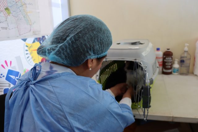 CAMPAÑA DE ESTERILIZACIÓN Y CASTRACIÓN BENEFICIÓ A CERCA DE 200 MASCOTAS EN CHILCA