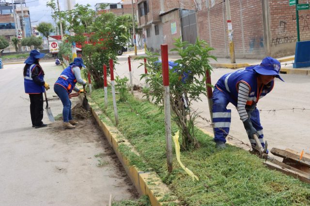 SE INTENSIFICA MANTENIMIENTO DE ÁREAS VERDES EN EL DISTRITO DE CHILCA