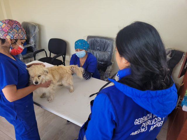 MÁS CAMPAÑAS GRATUITAS DE DESPARASITACIÓN PARA PERROS Y GATOS EN CHILCA