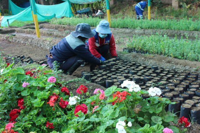 MDCH IMPULSA REFORESTACIÓN ALTO ANDINA