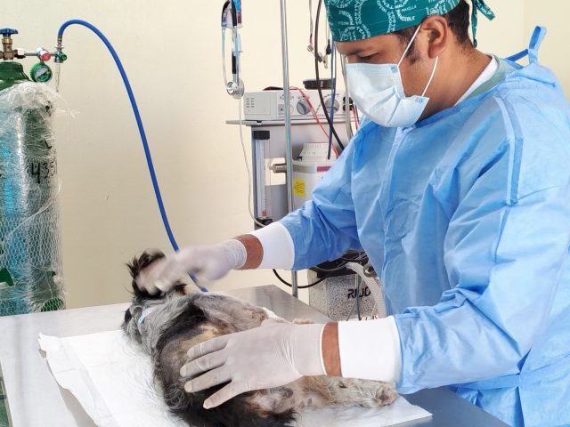 MUNICIPALIDAD DE CHILCA SUPERA LAS 2,800 ATENCIONES VETERINARIAS