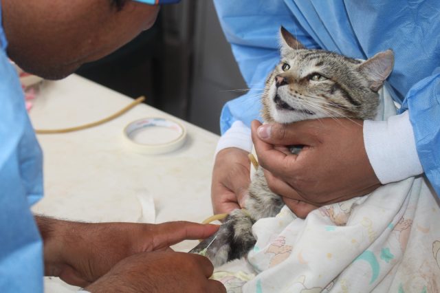 NUEVA CAMPAÑA DE DESPARASITACIÓN PARA PERROS Y GATOS EN CHILCA