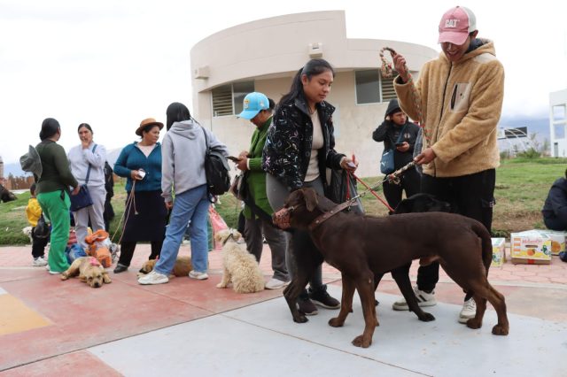 CHILCA REALIZARÁ CAMPAÑA DE ESTERILIZACIÓN Y CASTRACIÓN PARA PERROS Y GATOS DEL 25 AL 27 DE MARZO