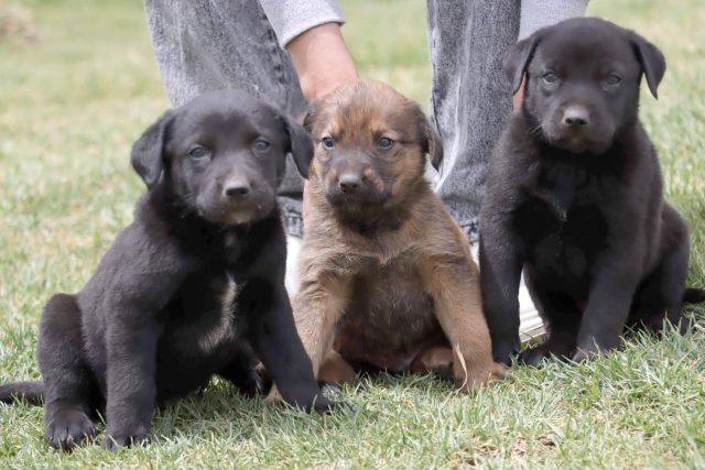 Chilca realizará empadronamiento de perros y gatos para fortalecer campañas de esterilización